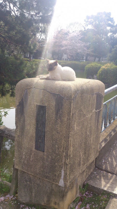 後光がさすネコ…