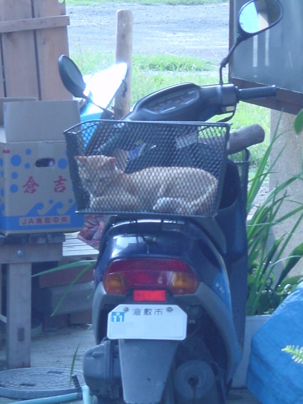 カゴ入り猫