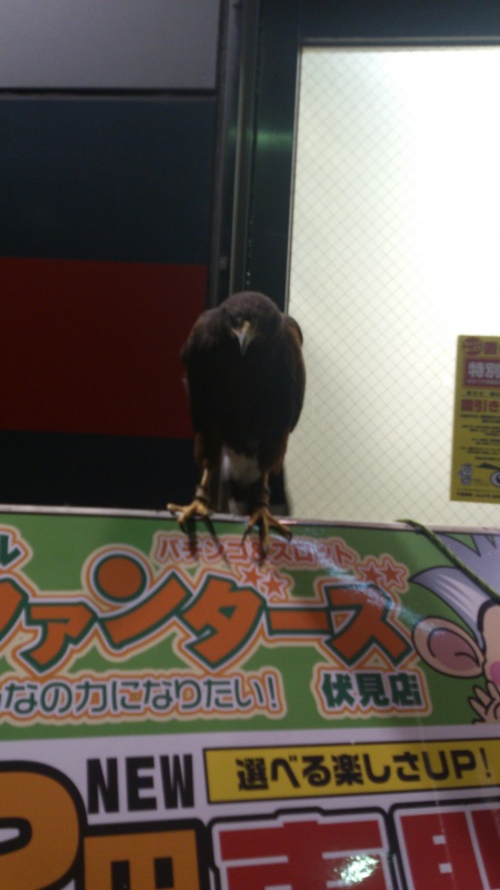 鷲？鷹？