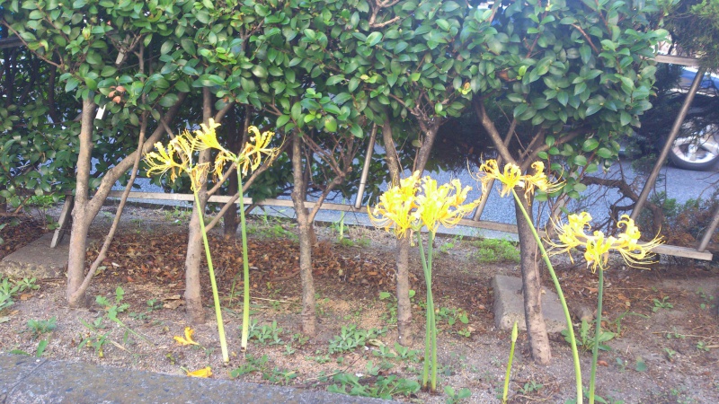 黄色い彼岸花を見てみる