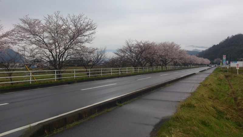 何でもない道沿いにある桜を見物してみる