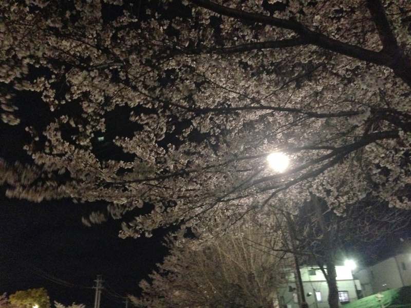 名古屋市緑区の徳重駅付近にある河原の桜な並木道を散策してみる