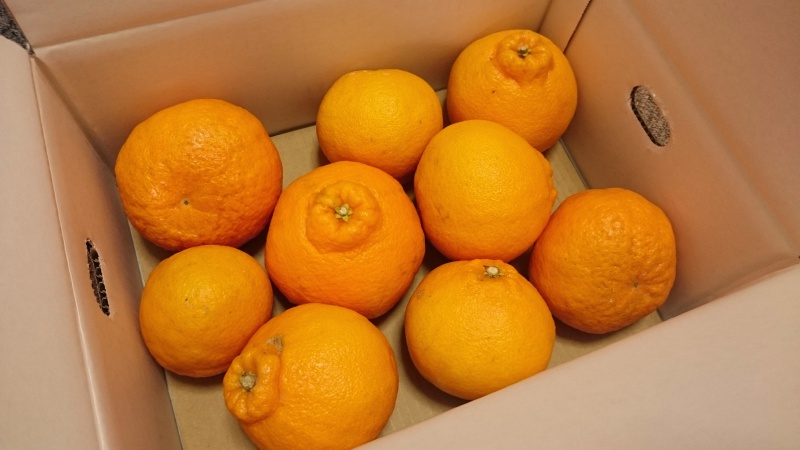 大嶌屋でお取り寄せしたデコポンを食べてみる