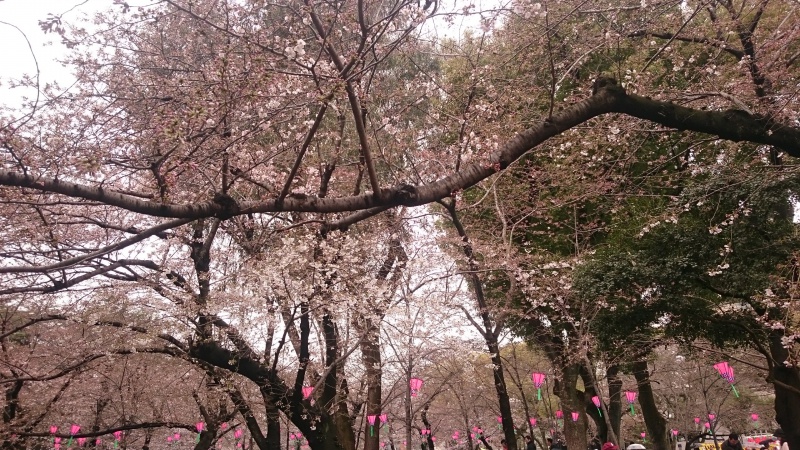 名古屋の鶴舞公園で花見をしてみる