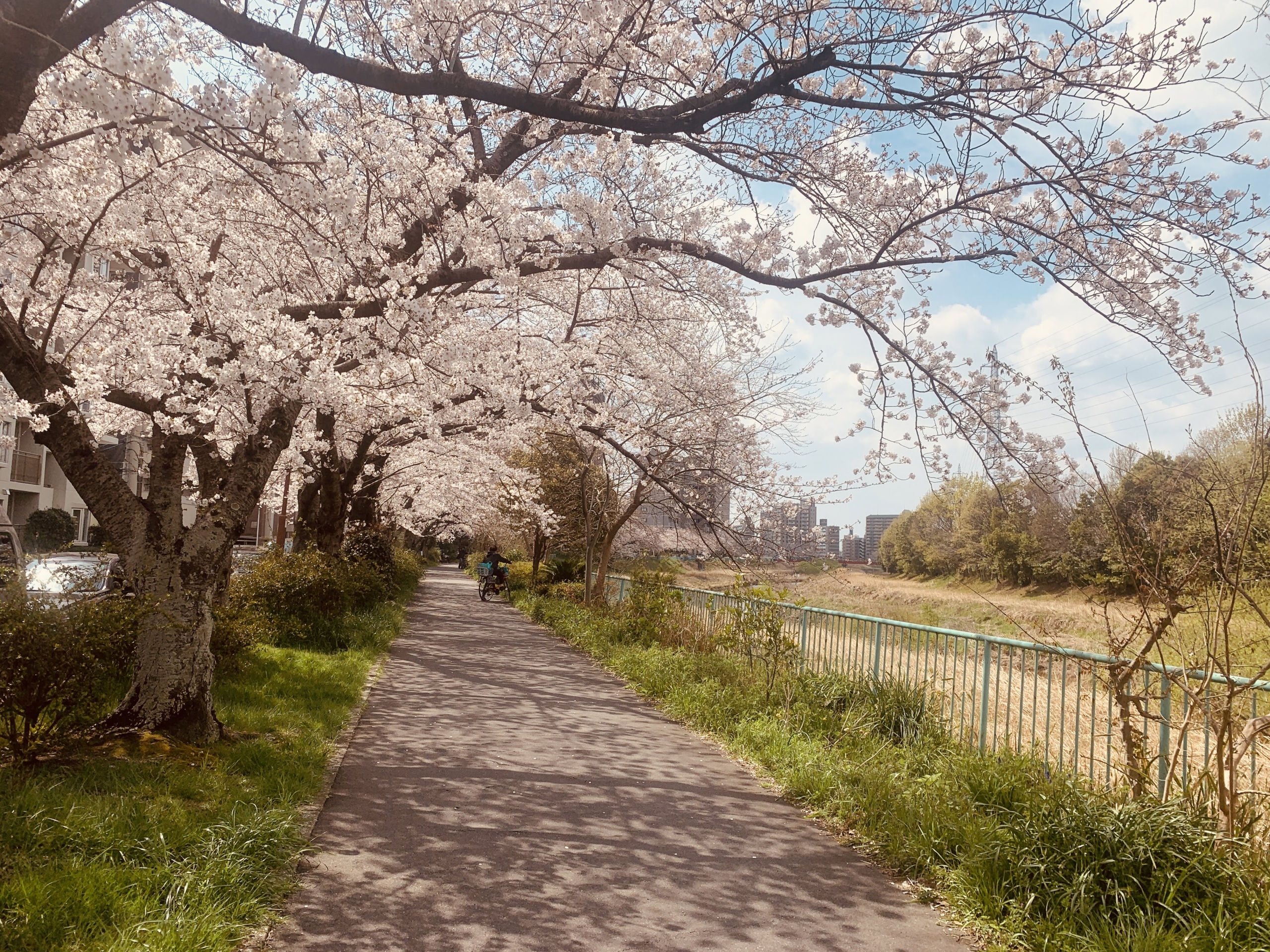 名古屋市天白区の天白川沿いを花見をしながら散策してみる