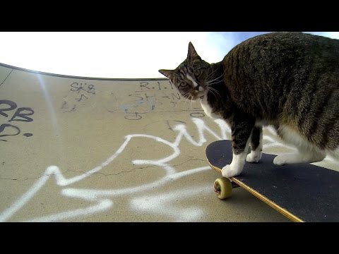 GoProの猫がスケボーする動画がイカす