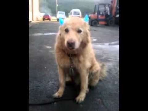 青おに犬…